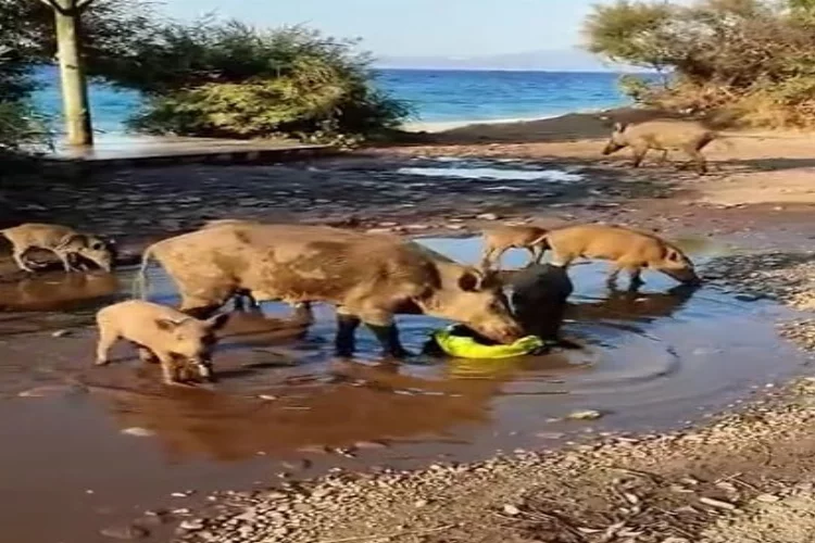 Aç kalan domuzlar sahile indi