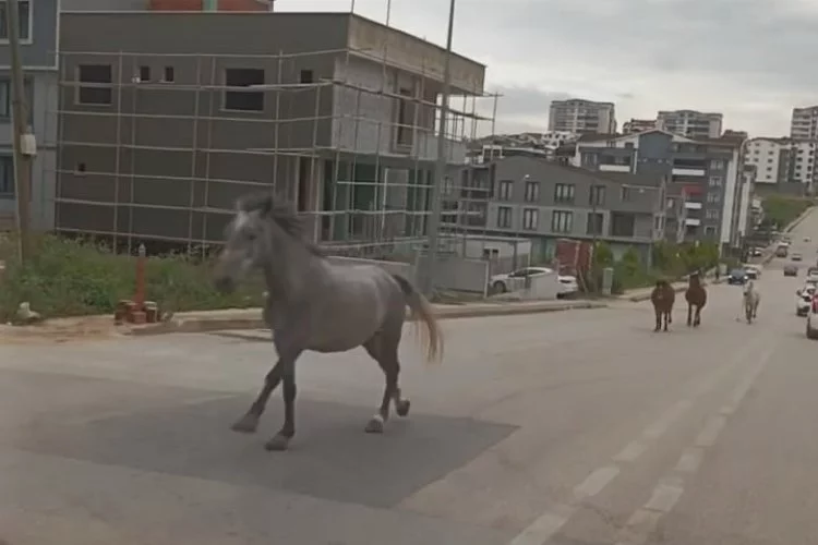 Başıboş atlar cadde üzerinde dörtnala koştu
