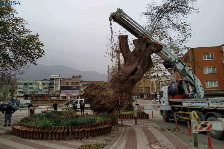 Bursa’da şiddetli lodos 270 yıllık çınar ağacını devirdi