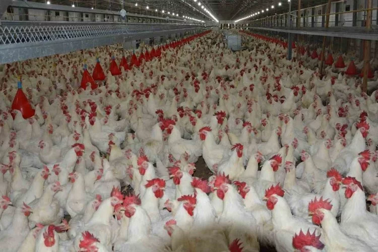 Has Tavuk, beyaz et fiyatındaki artışı savundu