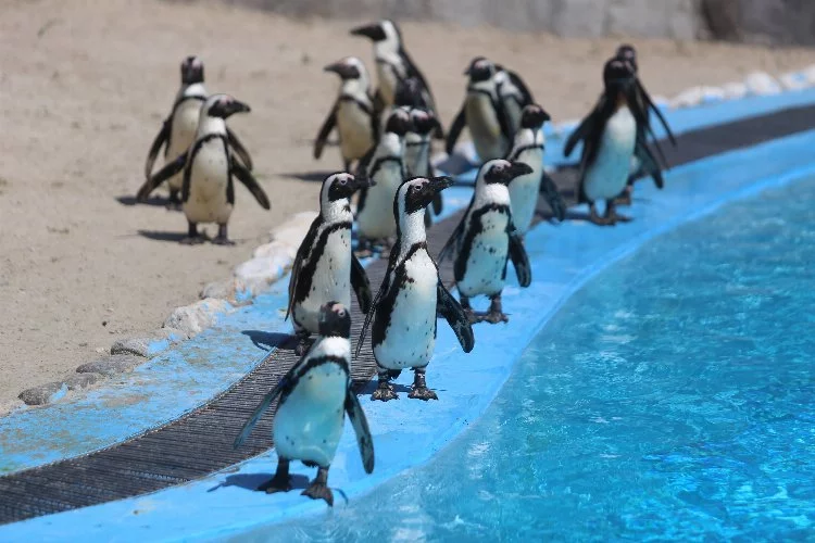 Hayvanat Bahçesi’ndeki penguen ailesine 2 yeni üye