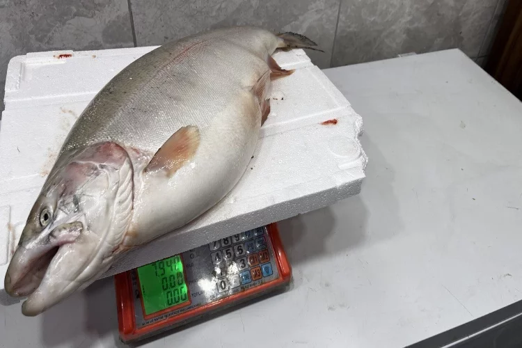 İznik Gölü’nde 8 kiloluk somon balığı yakalandı