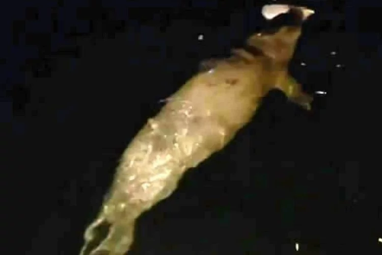 Mudanya’da fok balığı görüldü