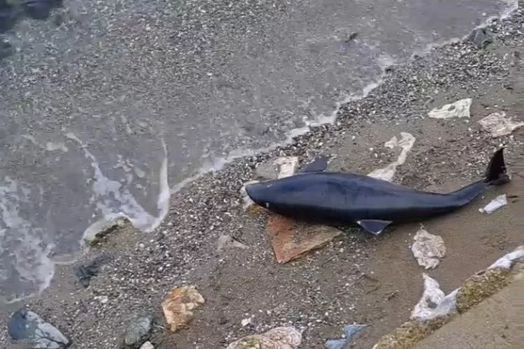 Ölü yavru yunus balığı karaya vurdu