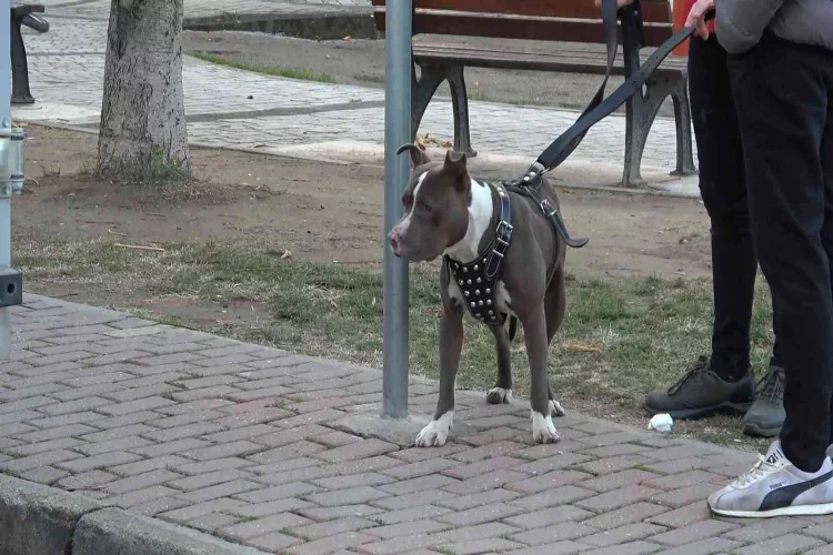 Çocuk parkına terkedilen Pitbull’u kemeriyle yakaladı