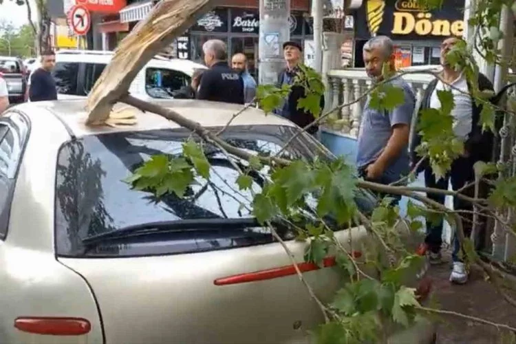 Şiddetli rüzgara dayanamayan ağaç otomobilin üzerine düştü